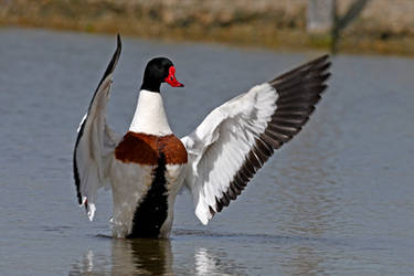 5700 Common Shelduck  in action by RealMantis