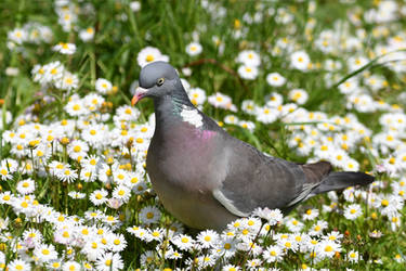 0336 Wood pigeon among the daisies by RealMantis