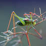1015 Big green grasshopper