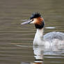 3467  Great Crested Grebe