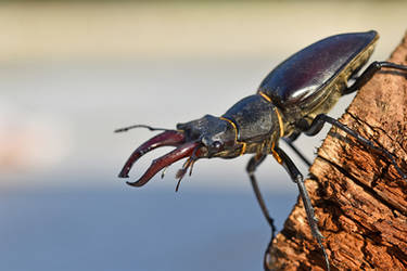 Lucanus Morgan Explore the Best Lucanus Art | DeviantArt