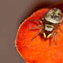 1012 Jumping Spider