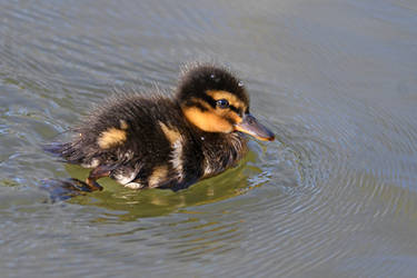 5388 Young Mallard - Jeune Colvert