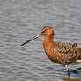 5483 Black-tailed Godwit - Barge queue noire