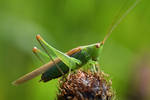 0547 Big green grasshopper by RealMantis