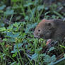 0250 Fieldmouse - Smell