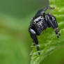 2229 Jumping Spider