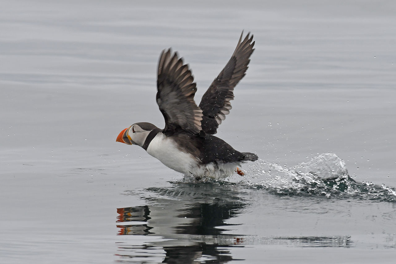 7197 Atlantic Puffin - Take off by RealMantis on DeviantArt