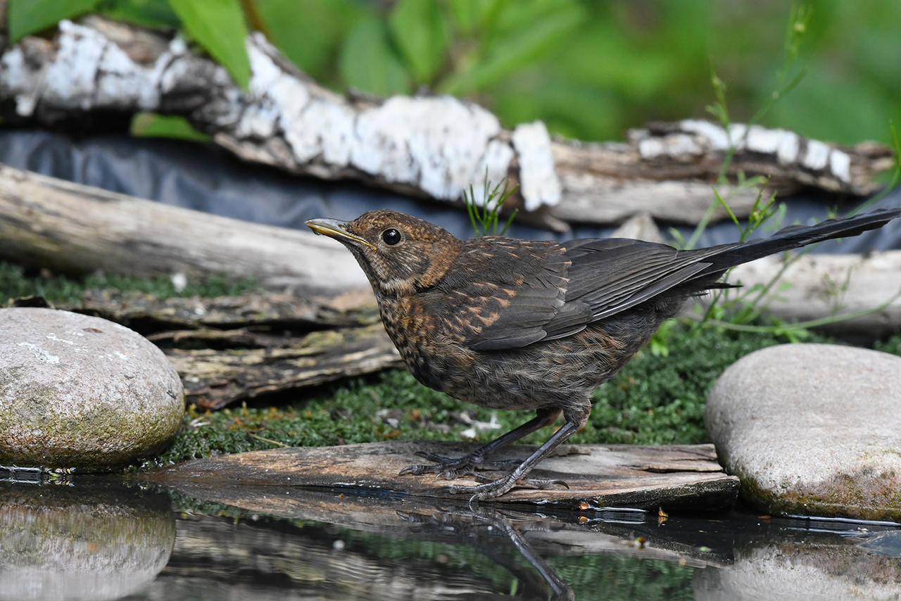 9282 Juvenile Blackbird By RealMantis On DeviantArt 9282-juvenile-blackbird-by-realmantis-on-deviantart