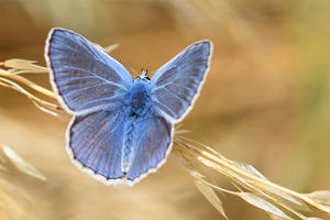 1030 Adonis blue - Azure bleu celeste