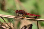 7529 Red Dragonfly by RealMantis