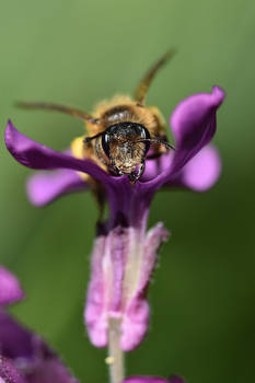 4534 Bee / Pollen harvest