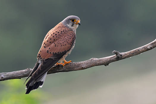 4998 Kestrel - Faucon crecerelle