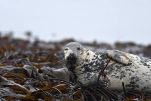 6894 Seal