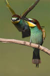 9692 Bee-eaters - Offering by RealMantis
