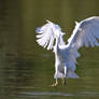 1908  Little egret