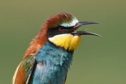 0093 Bee-eater / Guepier