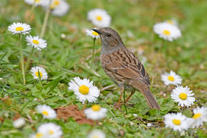 2627 Dunnock - Accenteur mouchet