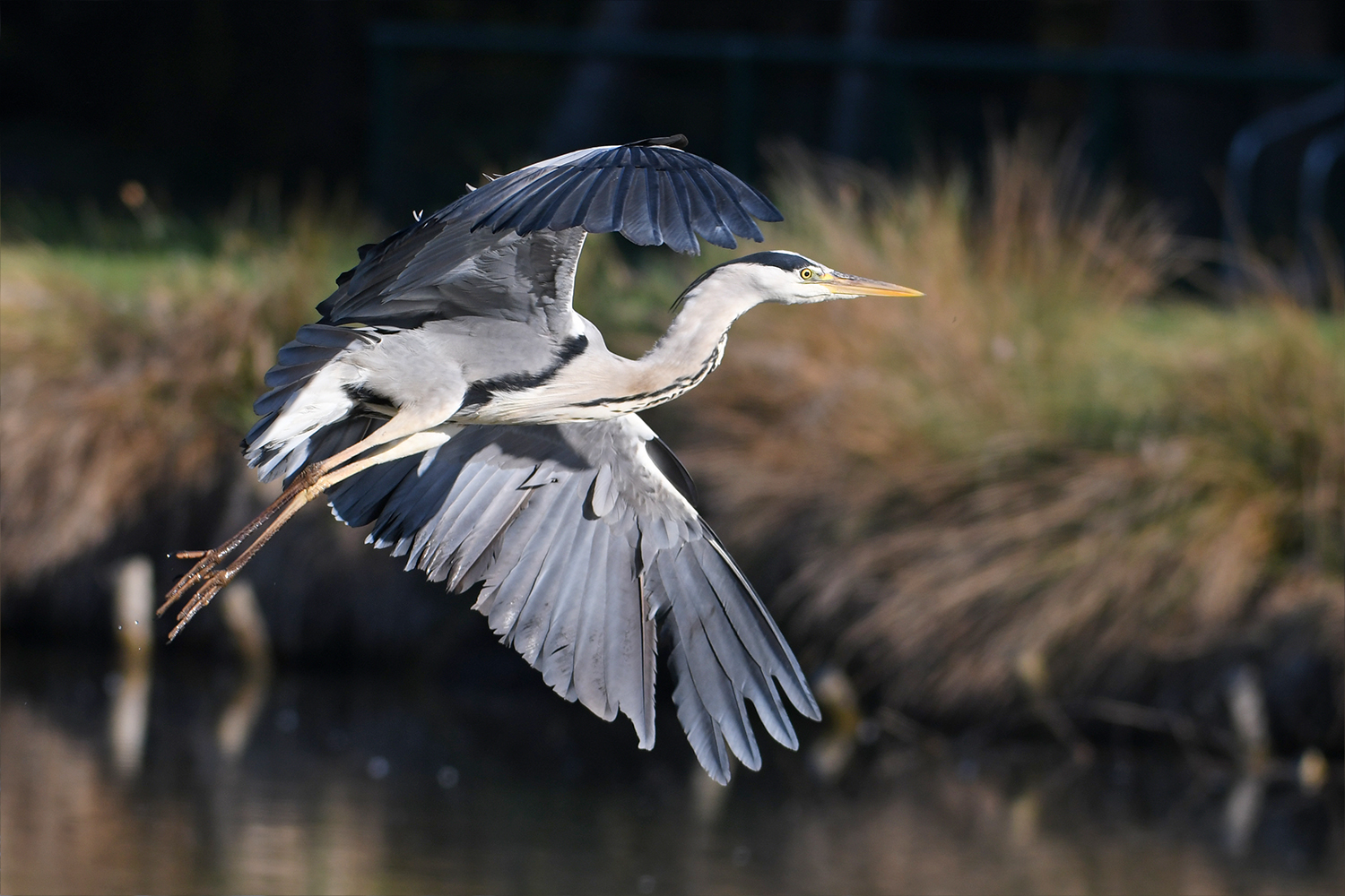 5436 Grey Heron In Flight By RealMantis On DeviantArt 5436-grey-heron-in-flight-by-realmantis-on-deviantart