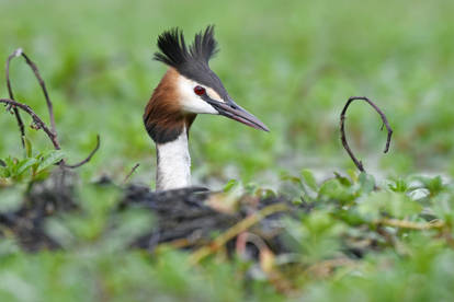 3550 Great Crested Grebe