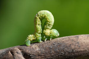 3344 Green Caterpillar