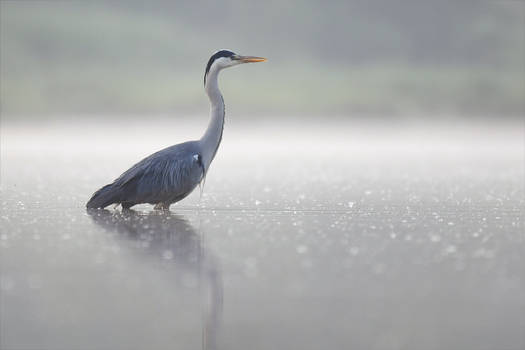 2858 Grey Heron in the mist