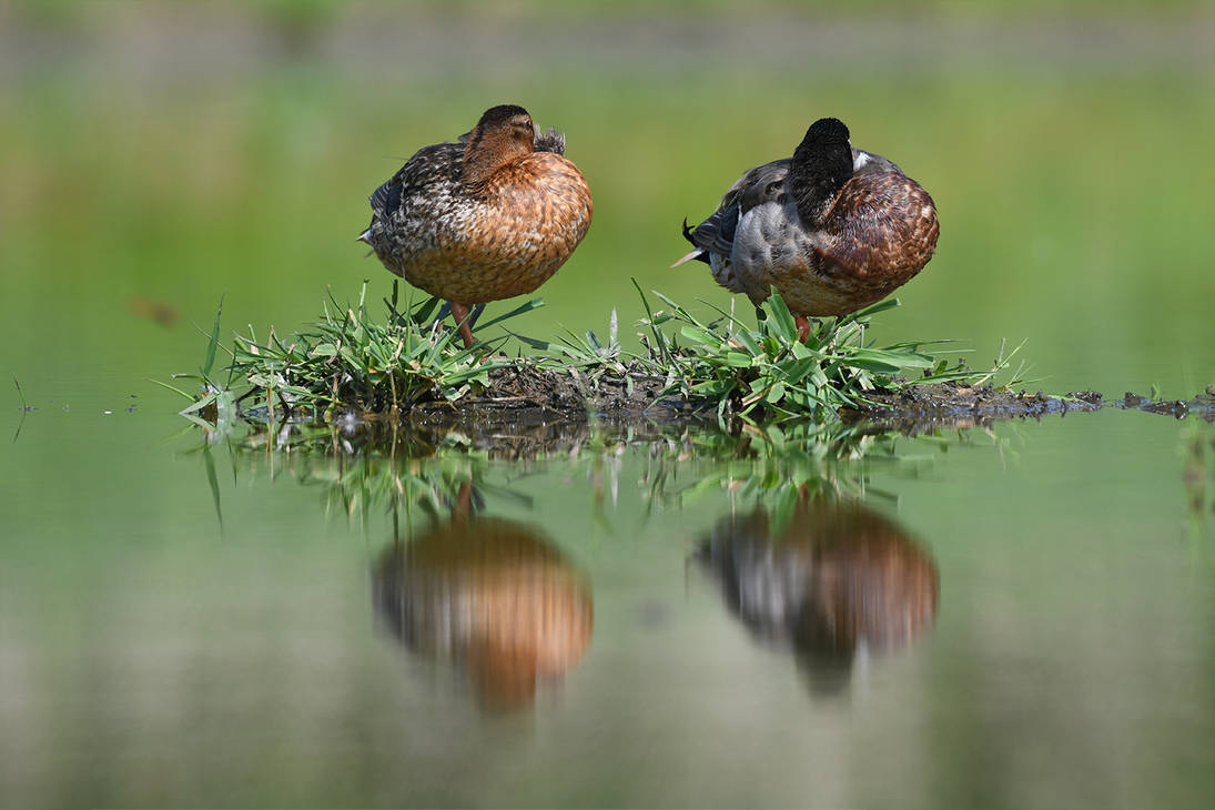 3147 Couple of mallards by RealMantis on DeviantArt