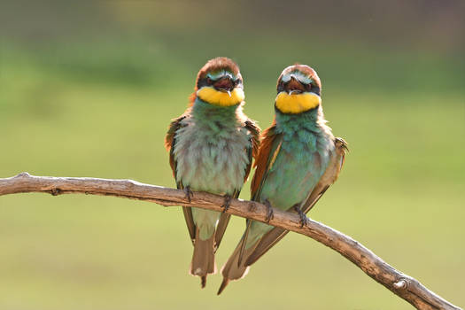 0314 couple of Bee-eaters / Guepiers
