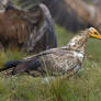 1652 Egyptian Vulture - Percnoptere d'Egypte