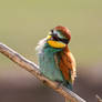 0192 Bee-eater / Guepier
