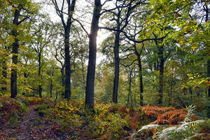 1651 In the heart of autumn 47
