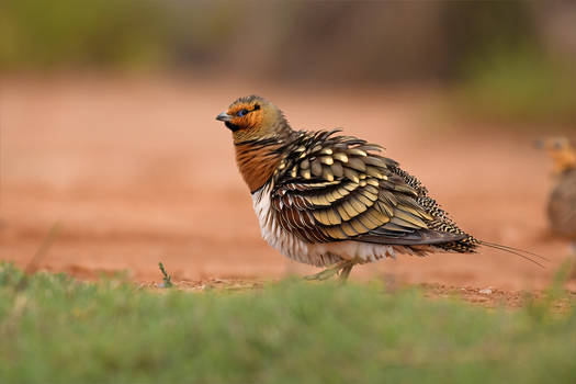 0161 Pin-tailed Sandgrouse / Ganga cata