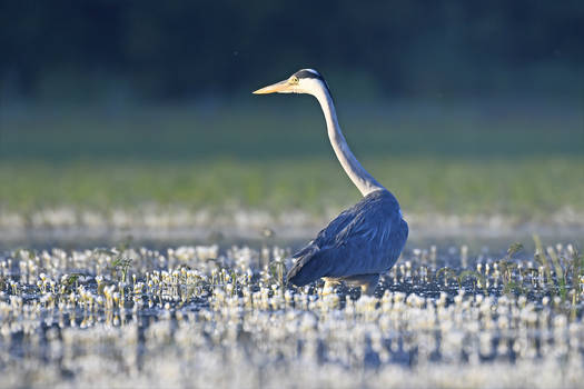 7385 Grey Heron among the flowers