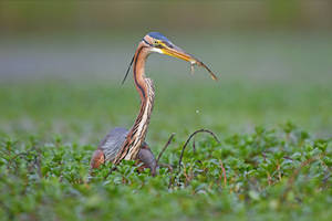 2638  Purple Heron with a frog