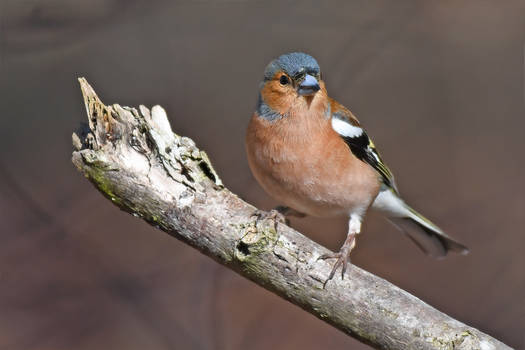 6061 Chaffinch - Pinson