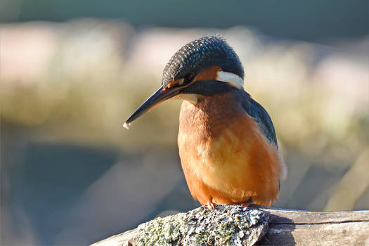 0489 Kingfisher