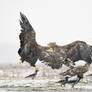 9575 White-tailed Eagle - Pygargue a queue blanche