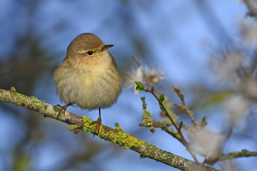 6752 Chiffchaff - Pouillot veloce