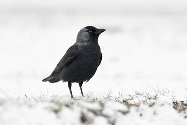 9857  Western Jackdaw - Choucas des tours