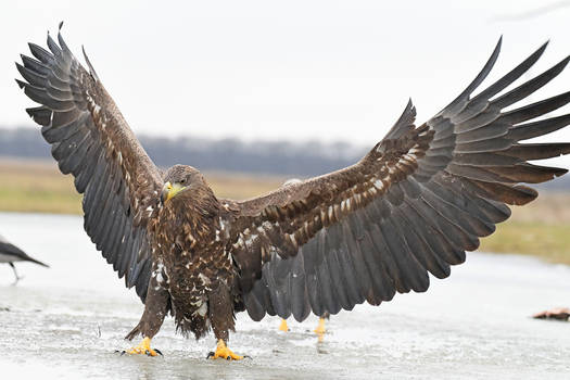 7764 White-tailed Eagle - Pygargue a queue blanche