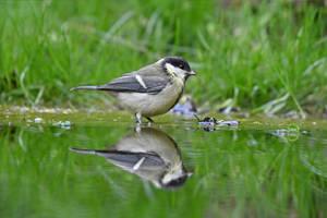 3174 Great Tit