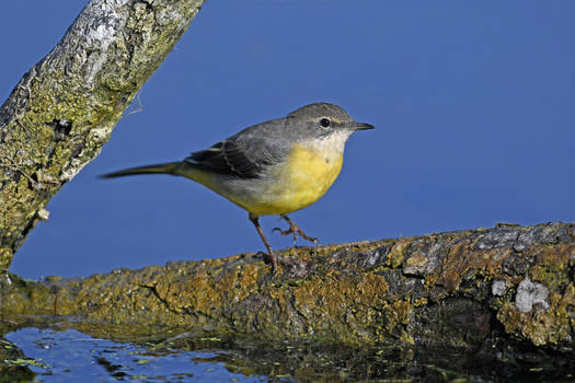 5349 Yellow wagtail - Bergeronnette printaniere