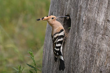 7859 Eurasian Hoopoe - Huppe fasciee