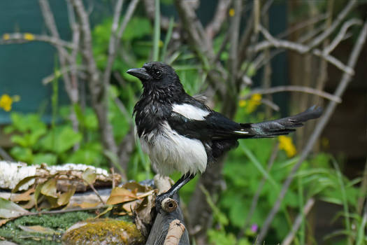 8011 Eurasian Magpie - Pie bavarde