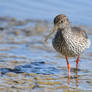 4504 Common Redshank - Chevalier gambette