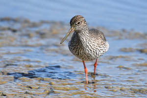 4504 Common Redshank - Chevalier gambette