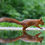 4034 Red squirrel