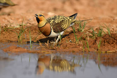 9294 Pin-tailed Sandgrouse / Ganga cata