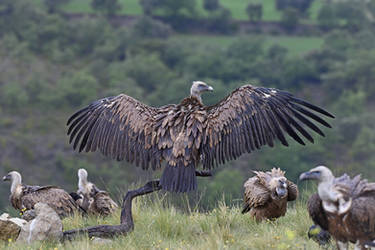 1720 Griffon Vulture - Vautour fauve