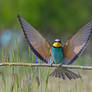 2451 Bee-eater / Guepier